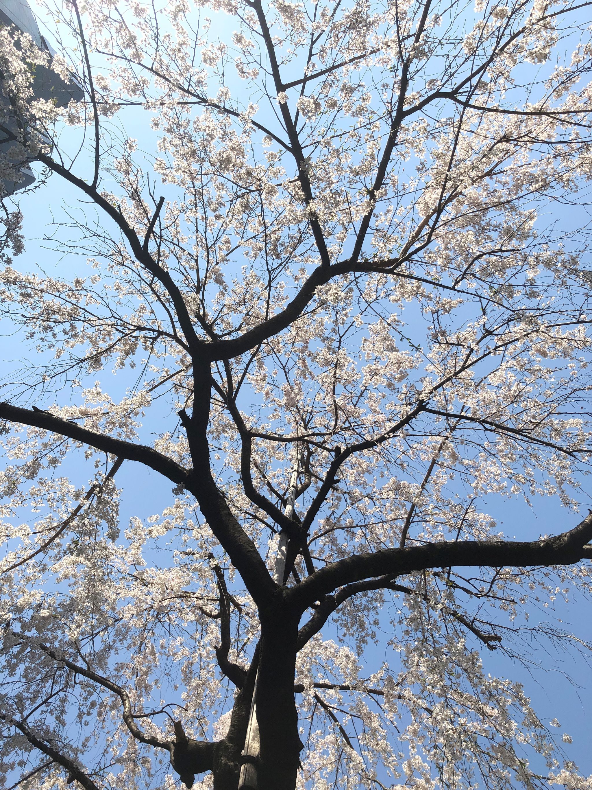 桜と東京タワーと宵の明星 Blog マークスクエア株式会社